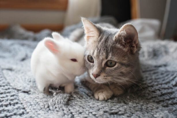 Can bunnies eat cat food