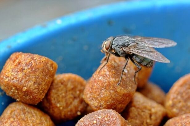 How To Keep Flies Away From Cat Food