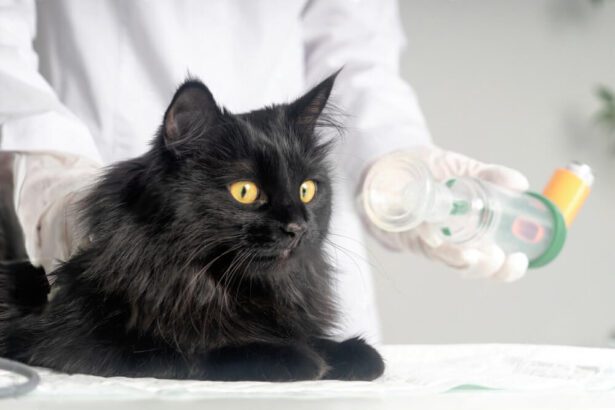 Best Food For Cats With Asthma