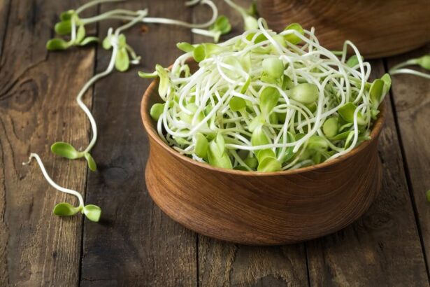 Can Cats Eat Alfalfa Sprouts