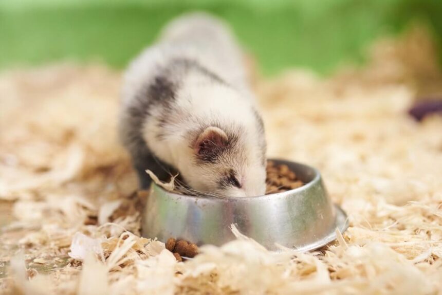 Can Cats Eat Ferret Food