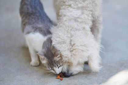 How To Keep Puppy Out Of Cat Food