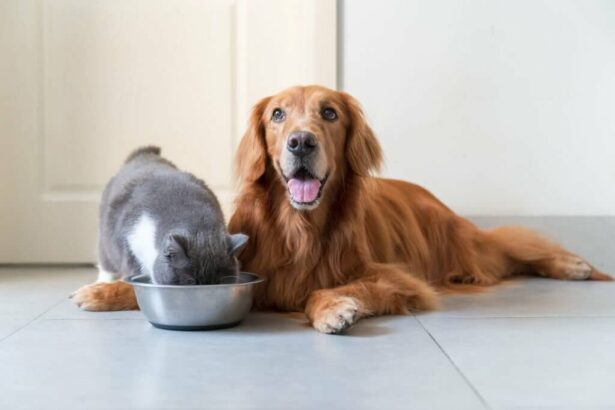 Why Is My Cat Eating Dog Food