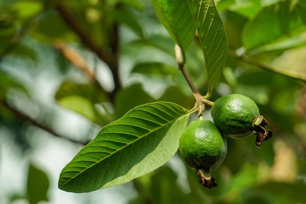 Can Cats Eat Guava Leaves