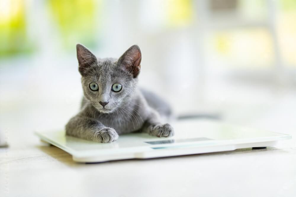 Cat Only Eating 100 Calories a Day