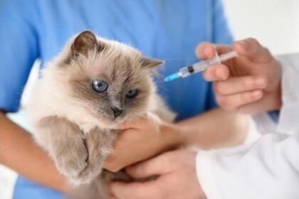 Cat Not Eating After Convenia Injection