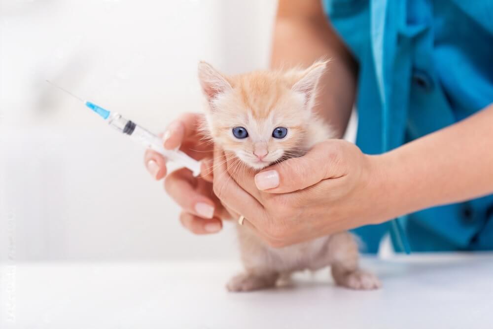 Cat Not Eating After Convenia Injection