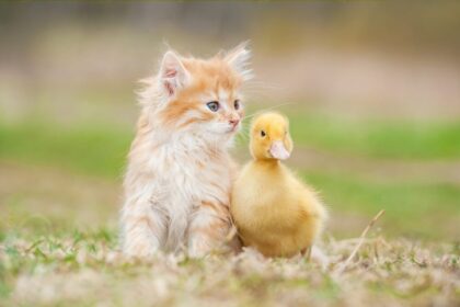 Do Cats Eat Ducks