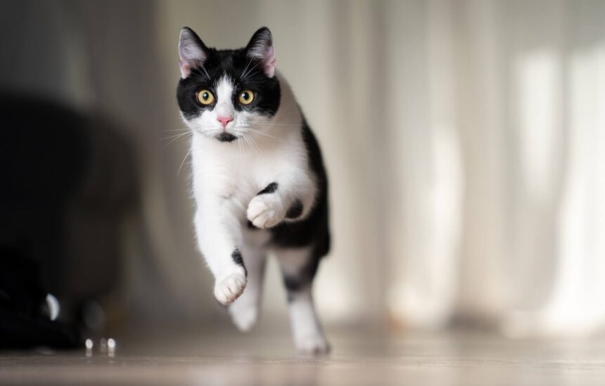 Why Do Cats Get Zoomies After Eating