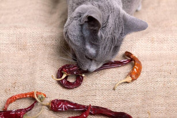 Can Cats Eat Spicy Food