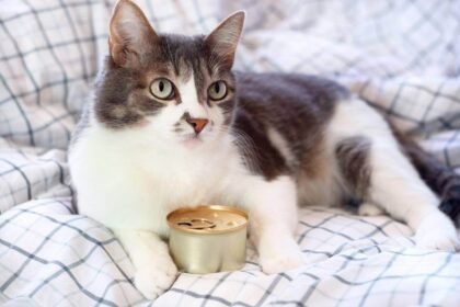 How Long Is Canned Cat Food Good For