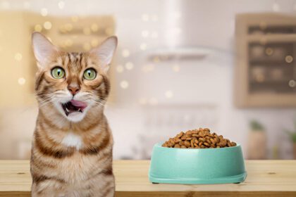 Does Dry Cat Food Cause Urinary Problems