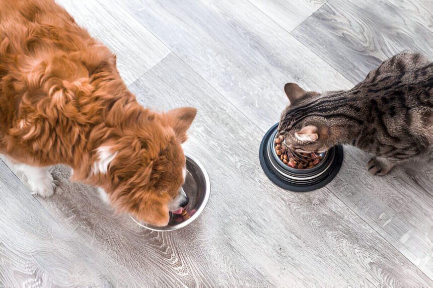 What’s The Difference Between Cat Food And Dog Food