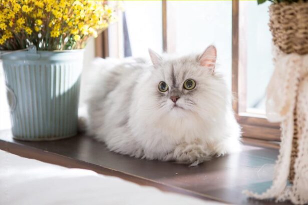 Best Homemade Food For Persian Cats