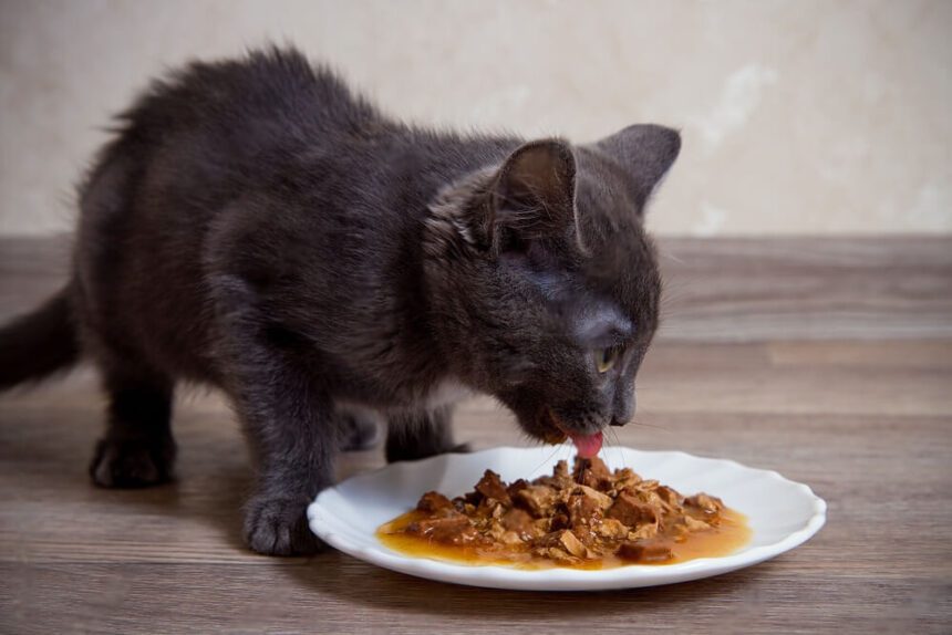 How To Make Cat Food Gravy