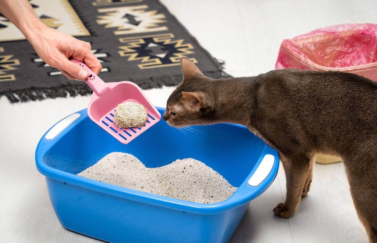 Does Cat Litter Decompose