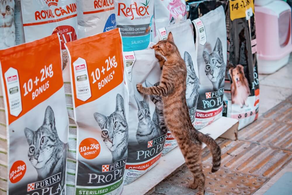 How To Change Cat Food Brands