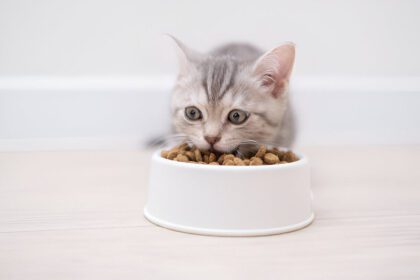 When Can Cats Eat Solid Food