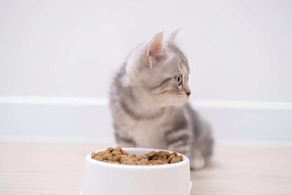 When Can Cats Eat Solid Food