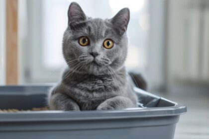 Do Cats Like Scented Litter