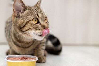 Does Wet Cat Food Go Bad