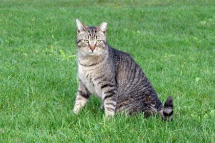 Do Barn Cats Need a Litter Box