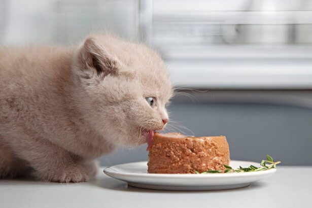 Can Wet Kitten Food Cause Diarrhea