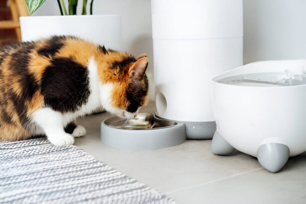 Best Automatic Cat Feeders for Wet Food