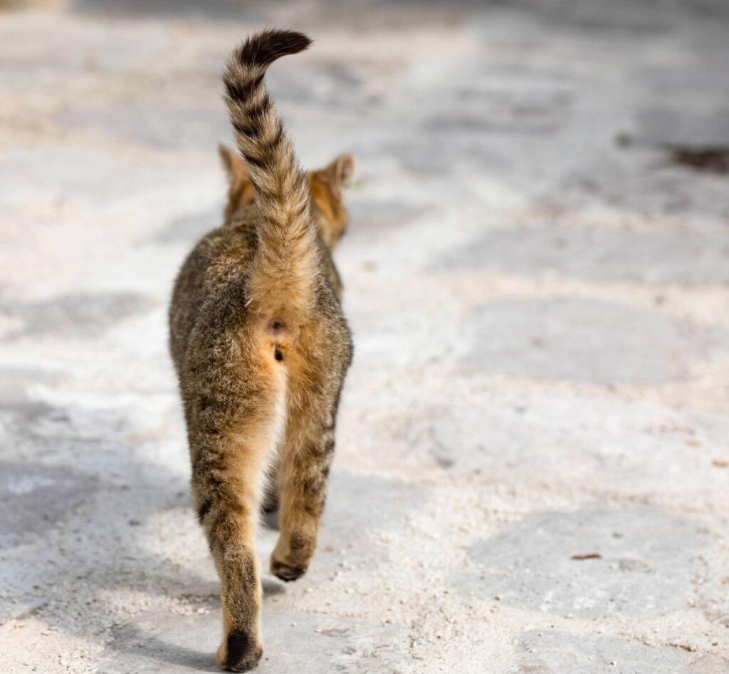 How to Get Dried Poop Off Cat Anus