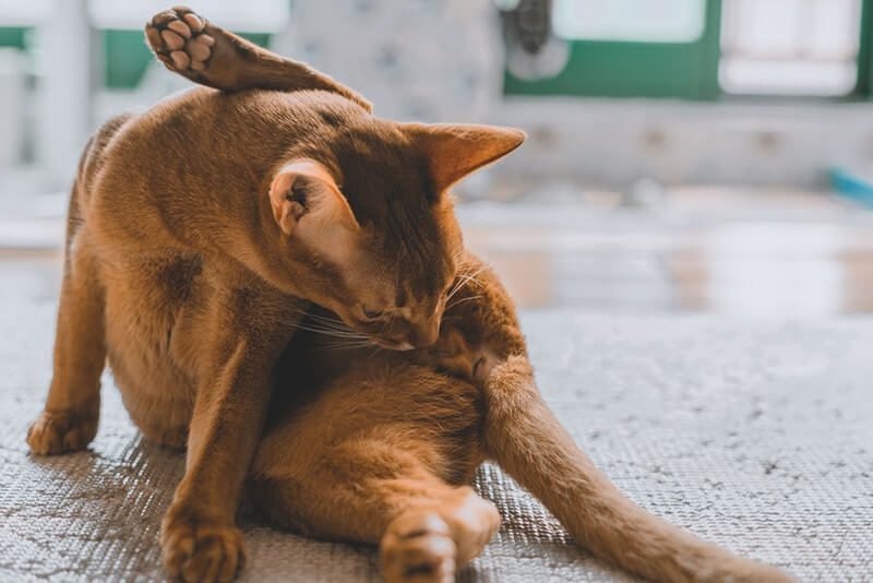 How to Get Dried Poop Off Cat Anus