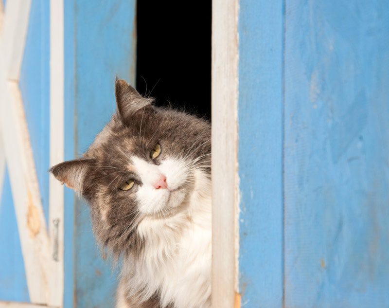 Do Barn Cats Need a Litter Box