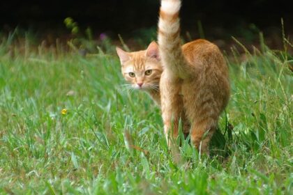 How to Get Dried Poop Off Cat Anus