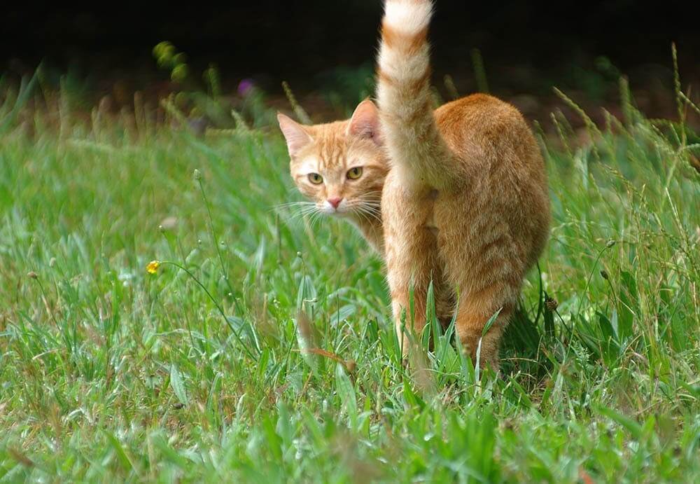 How to Get Dried Poop Off Cat Anus