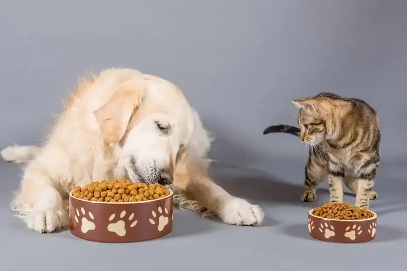 Can a Dog Die From Eating Cat Food