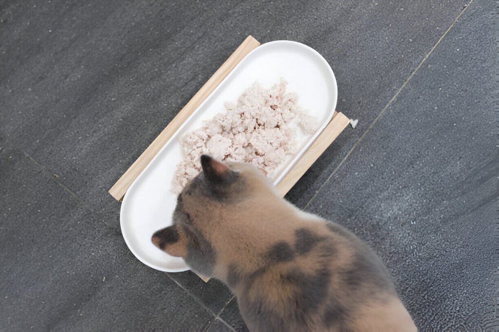 Can Cats Eat Chicken and Rice