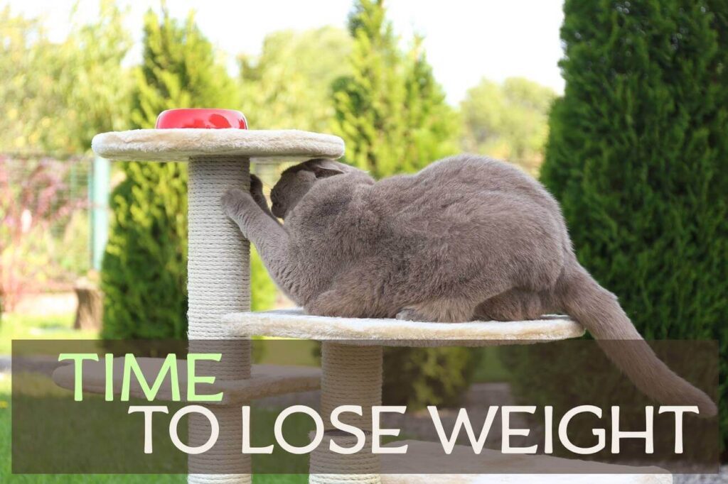 How to Prevent Cat Obesity