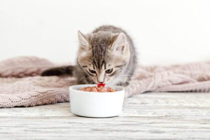 Low Protein Canned Cat Food