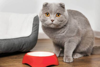 What Is the Healthiest Cat Food on The Market