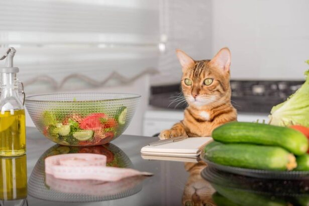 Homemade Vegan Cat Food Recipes