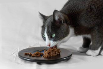 How To Keep Cat Food Fresh