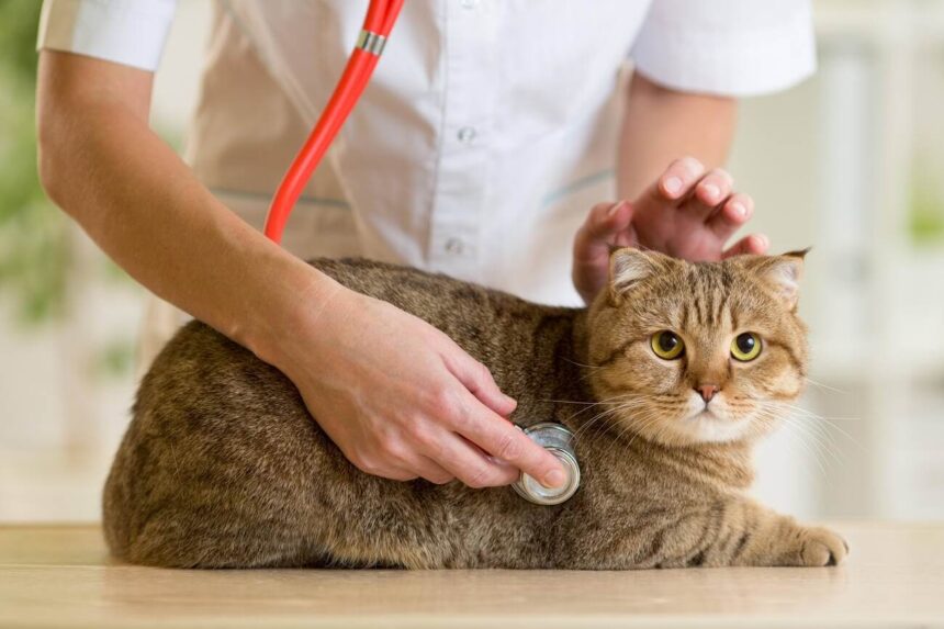 Homemade Cat Food For Kidney Disease