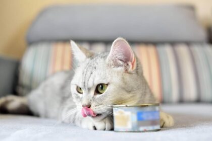 Chicken Free Canned Cat Food