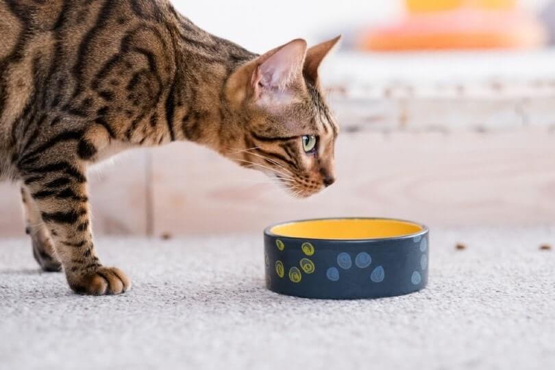 How to Feed Freeze-Dried Cat Food