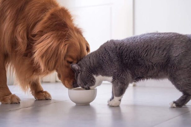 How To Keep Dog Out Of Cat Food