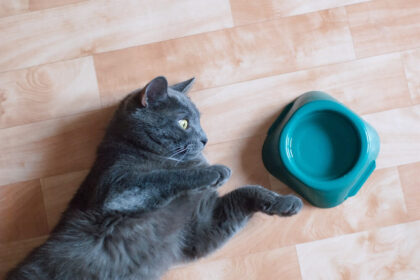 Homemade Electrolytes for Cats