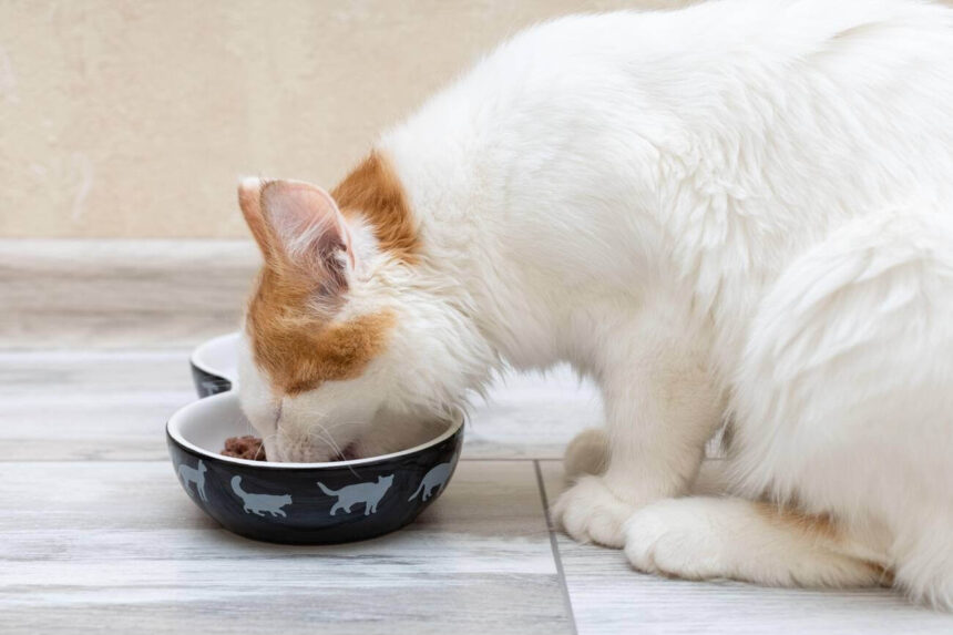 Homemade Lickable Cat Food Recipe