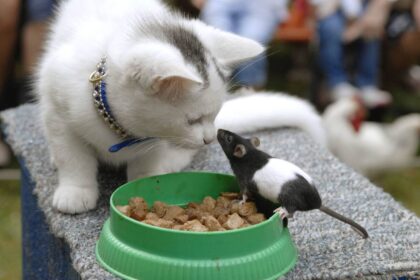 How to Stop Mice Eating Cat Food