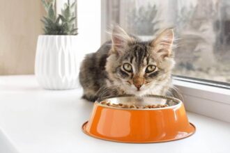 Best Small Kibble Cat Food For Cats