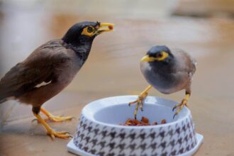 How To Keep Birds from Eating Cat Food