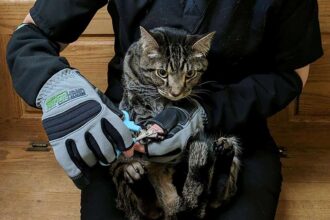 Best Cat Handling Gloves